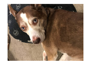 a photograph of a dog