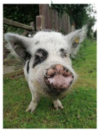 a photograph of a pig, showing its contents as hexadecimal and decoded text.